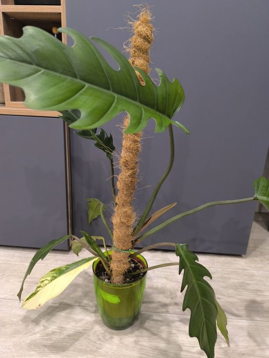 Филодендрон Карамель марбл