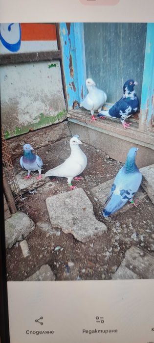 подарявам гълъби