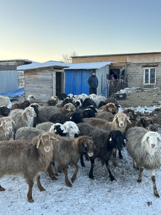 Қой қозысымен және қой,тоқты,қозы.