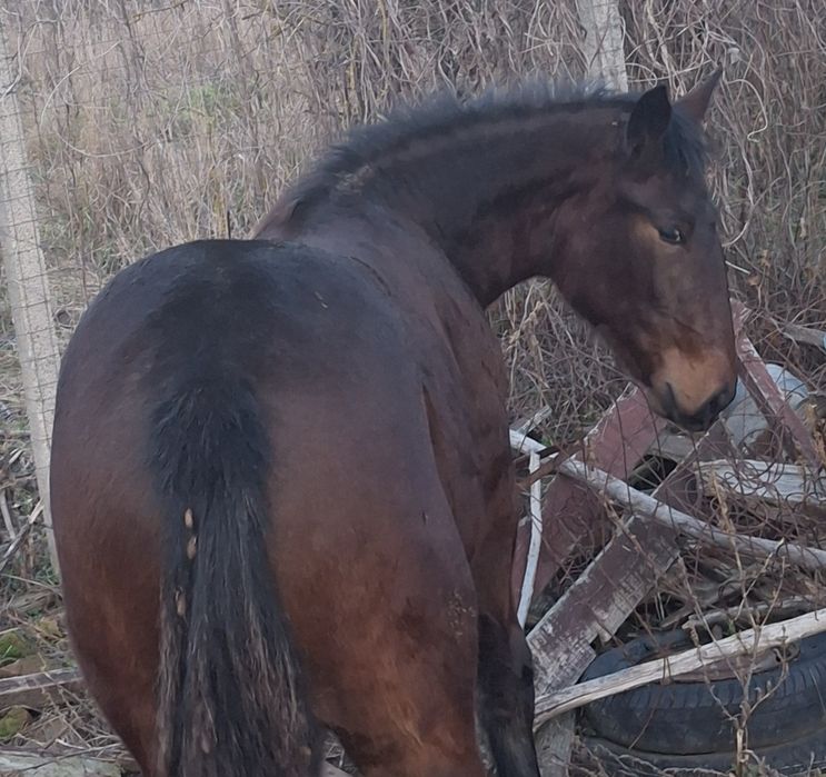 Vând mânză de 8 luni