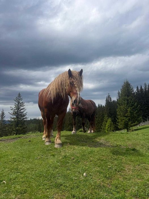 Armasar percheron