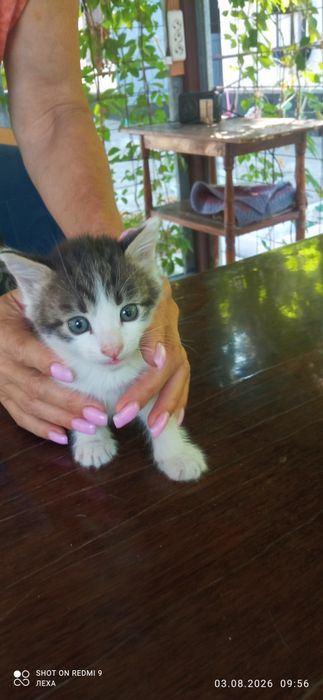 Отдам котят бесплатно