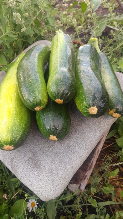 продам домашние маленькие кабачки