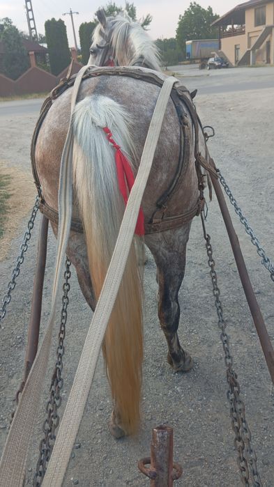 Vând iapa buna de muncă