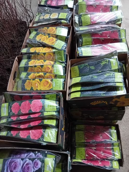 Vând pomi fructiferi