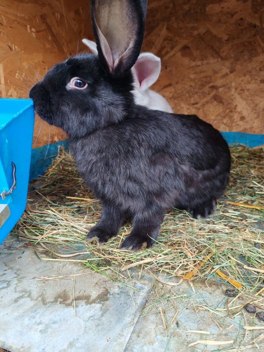 Vând iepure femelă negru