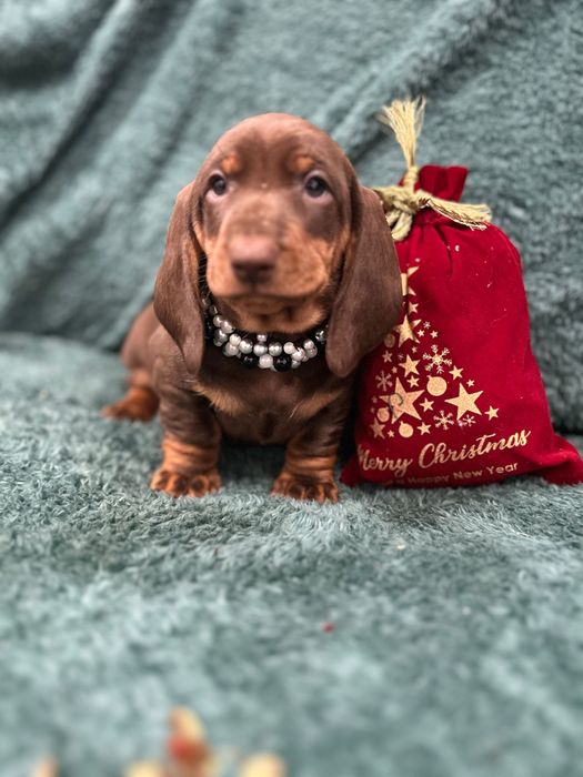 Catel teckel din parinti cu Pedigree FCI