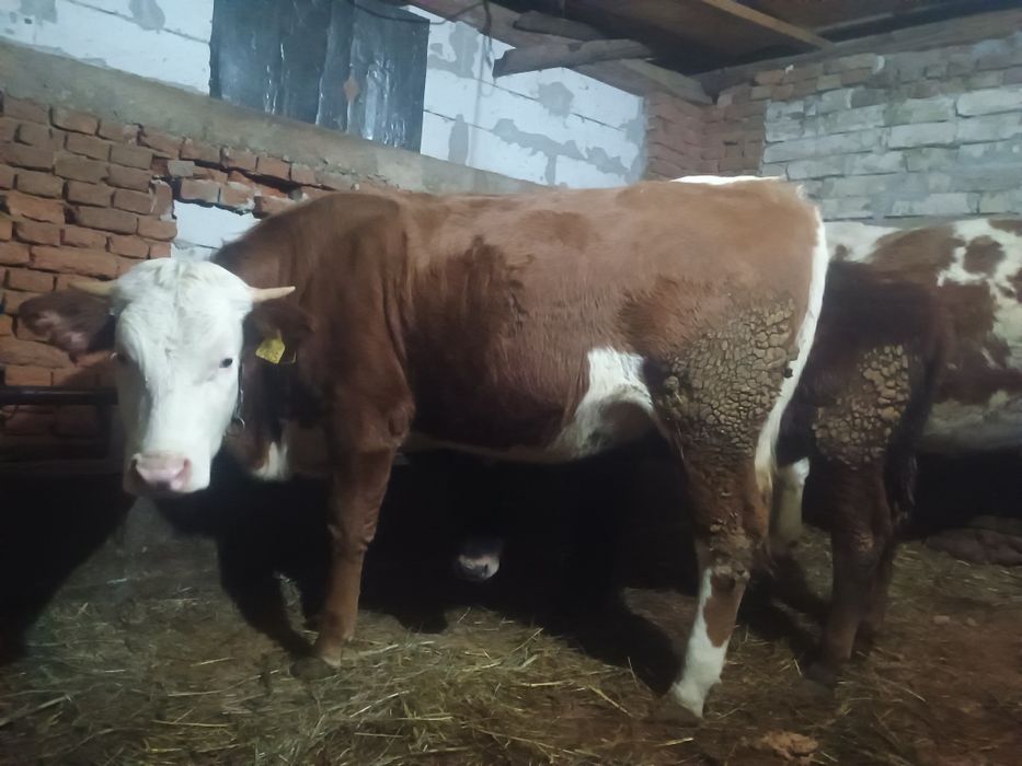 Vând jurinca la prima fătare gestanta in 5 luni