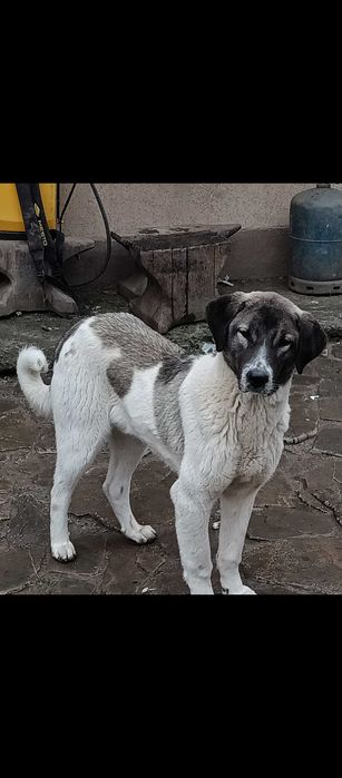 Ciobanesc Asia Centrală (Alabai) de 6 luni ,din părinți campioni