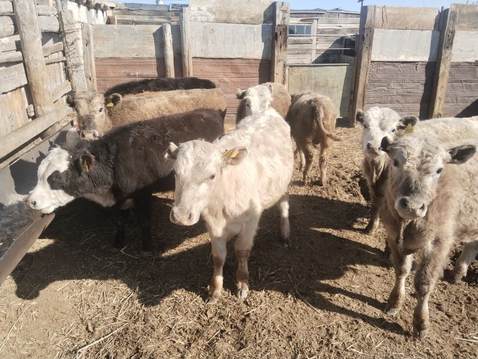 Продам подсос бычков и телят бука