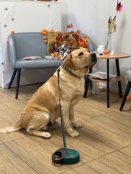 Услуги груминга кошек и собак