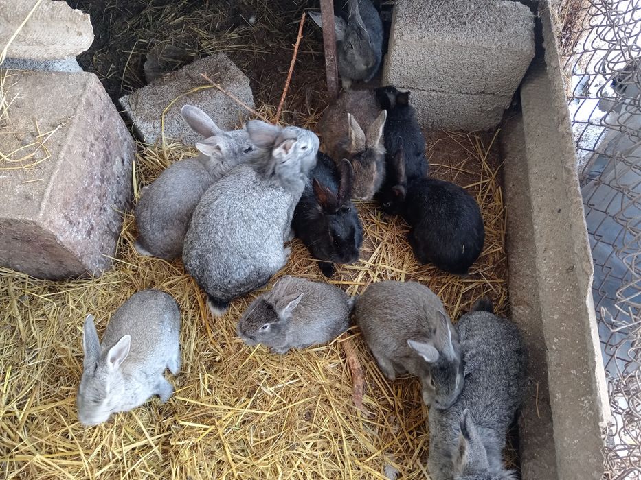 Куён хар хил порода