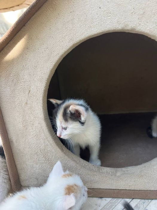 отдам котенков даром