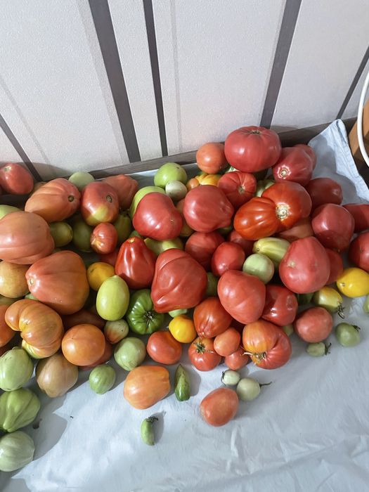 Продам помидоры домашние