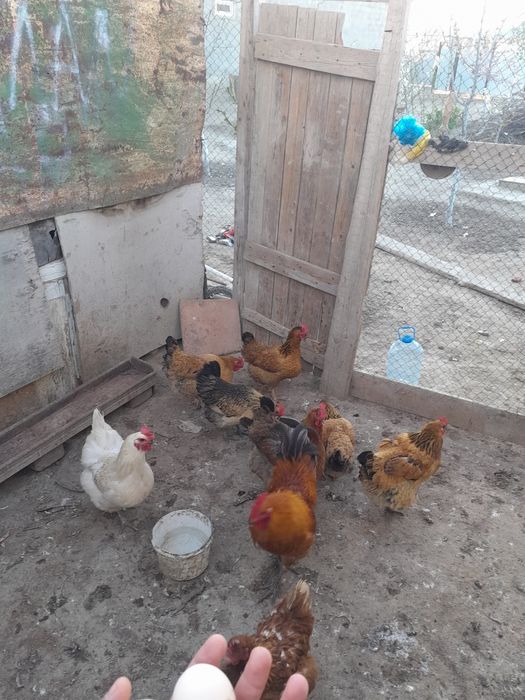 8 тауық 1 атеш. туып тұр