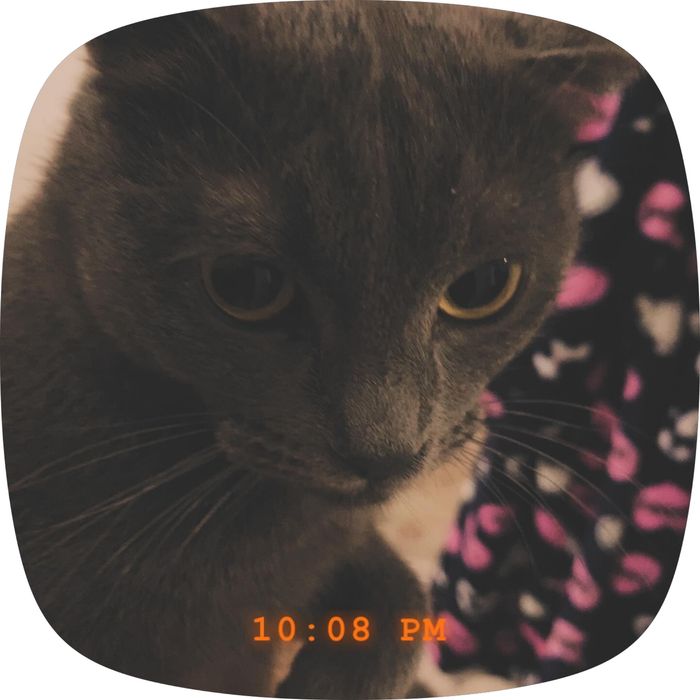 Шотландская кошка