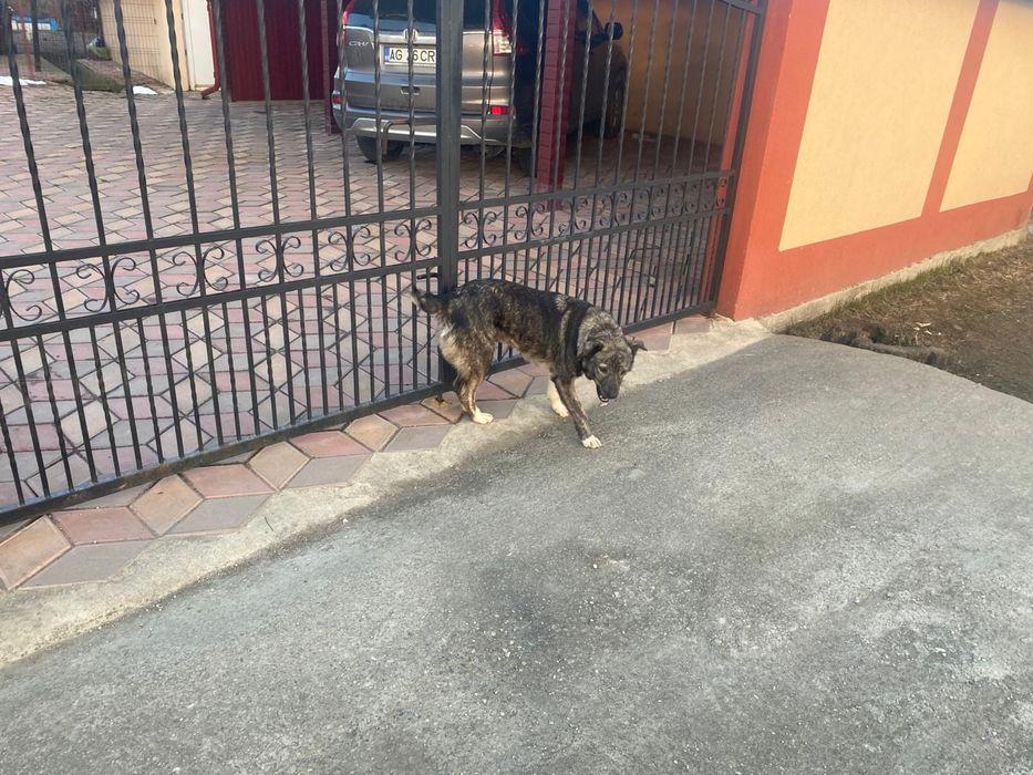 Donez catelusa metis sterilizata