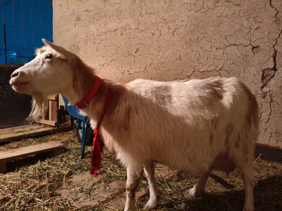 Ешки заненскии сатылады