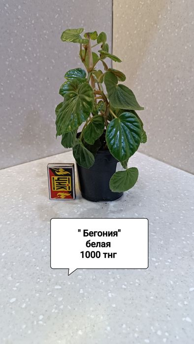 Цветы комнатные в горшках