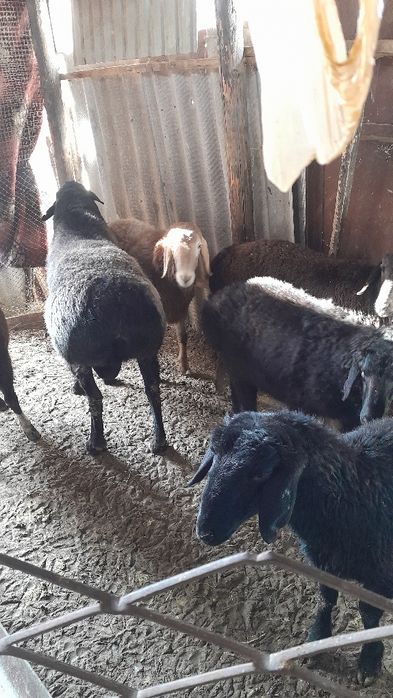 Қошқарлар сатылады.