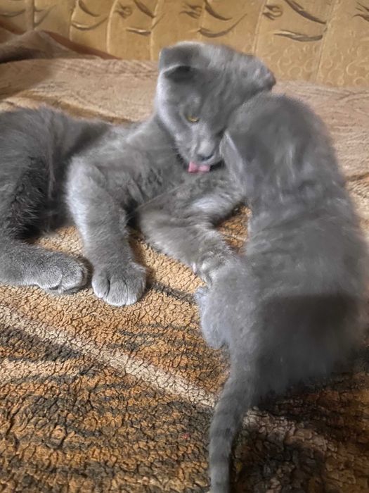 Продам котят, шотландцы, 5 недель.
