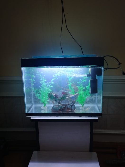 Akvarium barcha jixozlari bilan