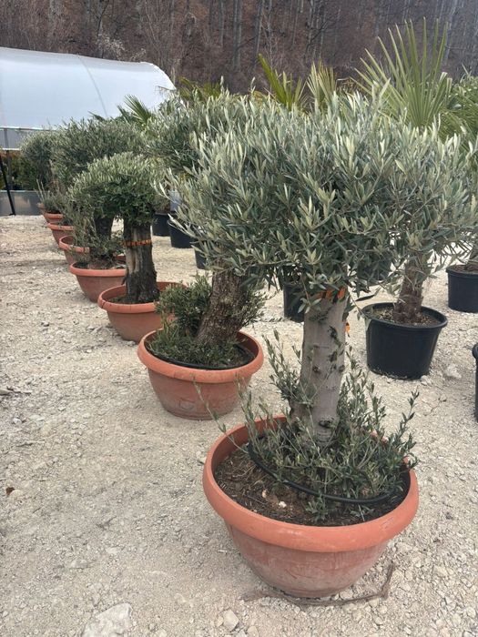 Măslini bonsai ,seculari