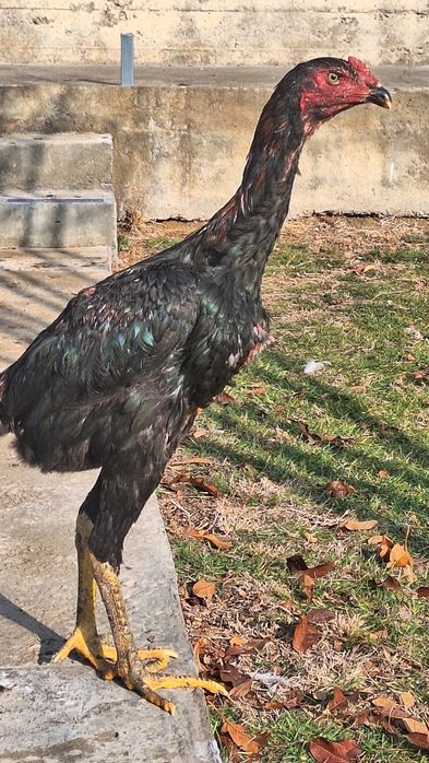 Кораздар сатылады