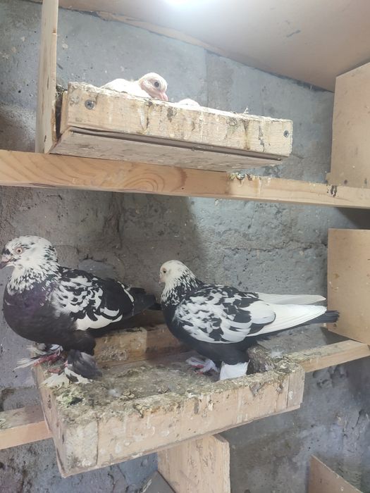 Продам пару сочей