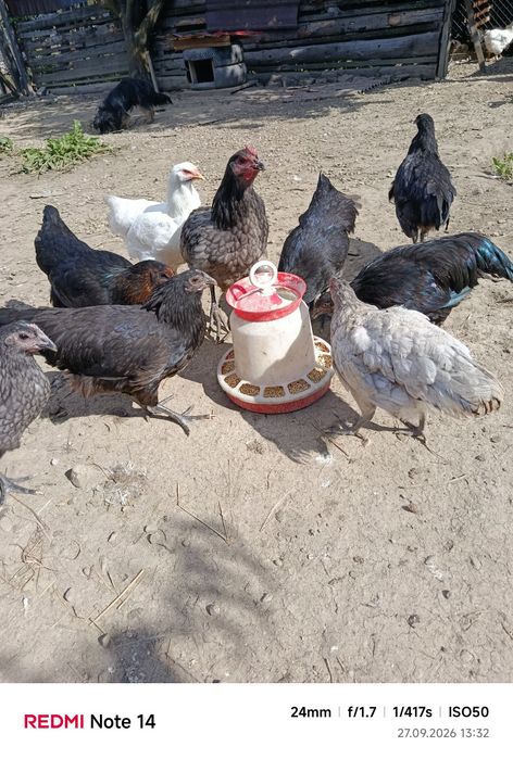 Vând puicuțe tinere