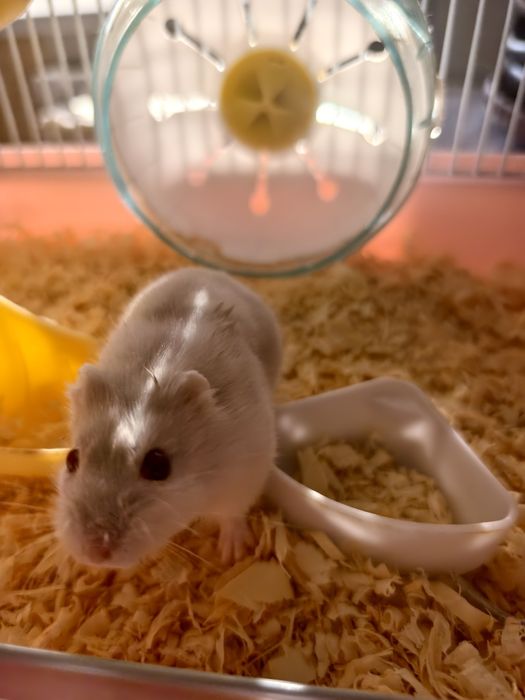 Продам двух хомяков