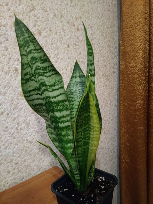 Сансевиерия. Продам