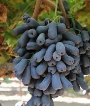 Аватар ва Ламборджини узум кучатлари ва  навдалари. сотилади