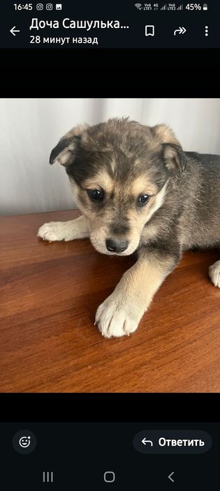 Щенкам нужна семья!