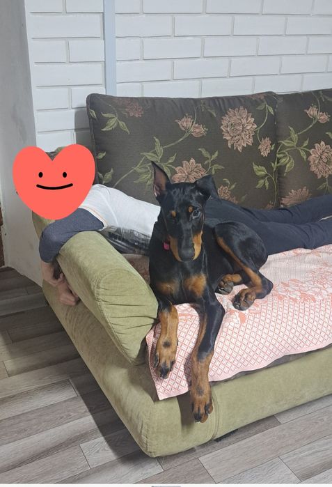 Продам добермана