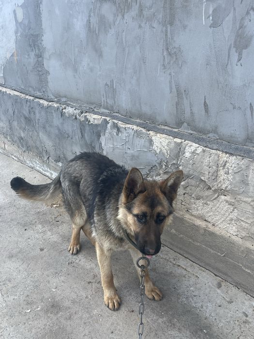 Продам собаку