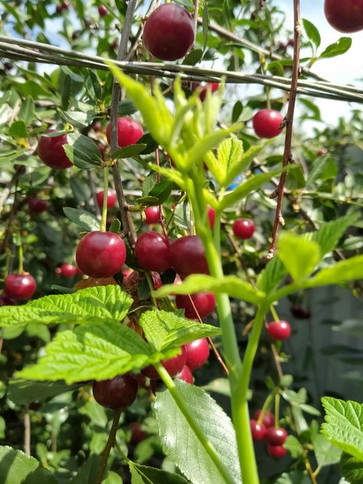 Продам большой дом