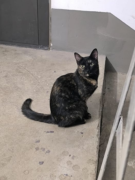 Кошечка ищет дом