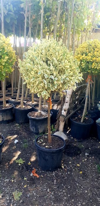 Vindem Evoniumus tufă și copacel