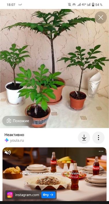 Комнатная пальма