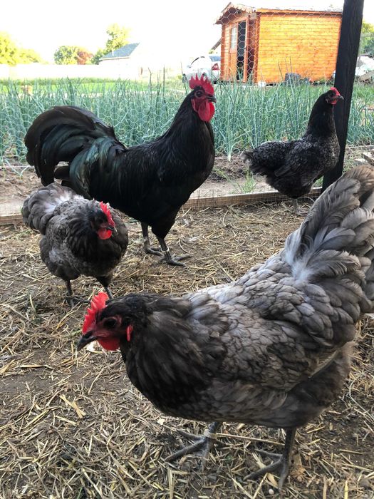 Ouă de țară naturale BIO 100% – proaspete zilnic (București, predare personală)