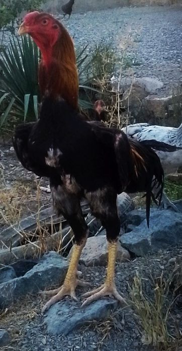 Sogʻlom zoti toza