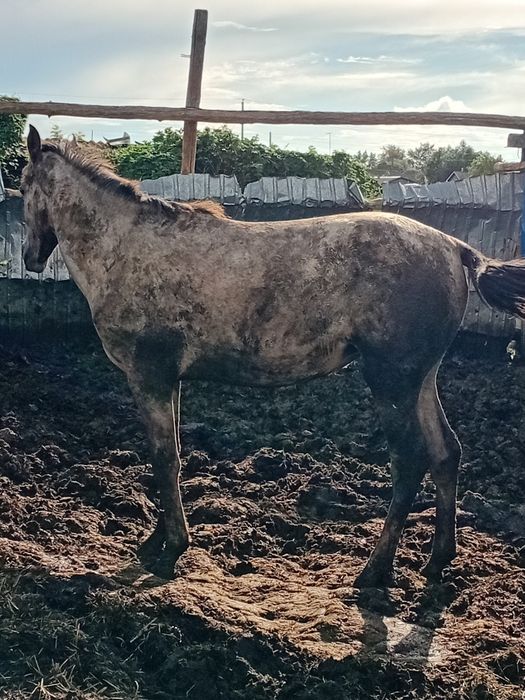 Продам тай кобылка с откорма
