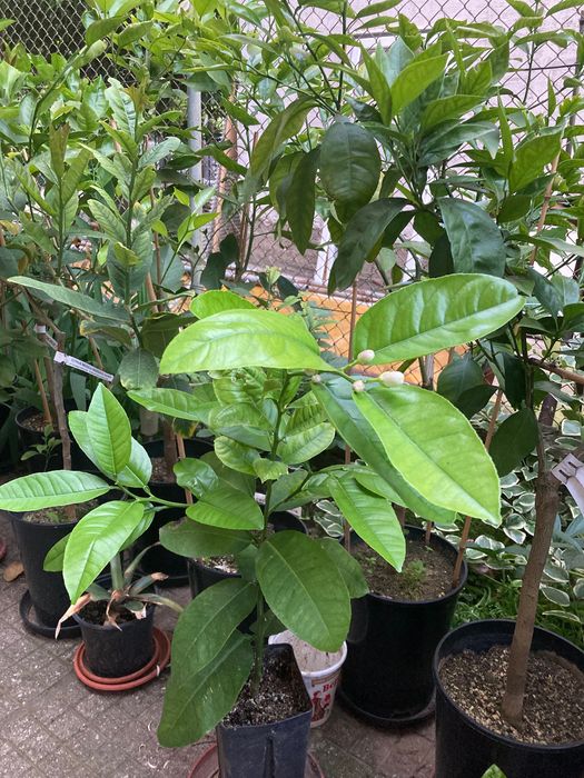 Лимон сорт Пондероса