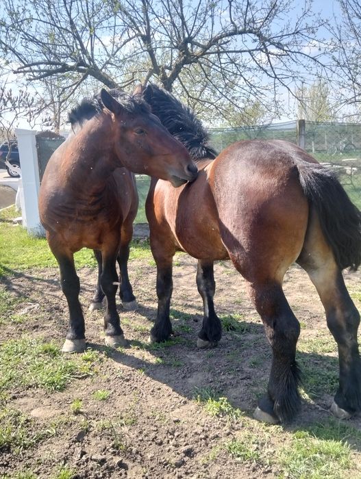 Mânji armăsari de 2 ani