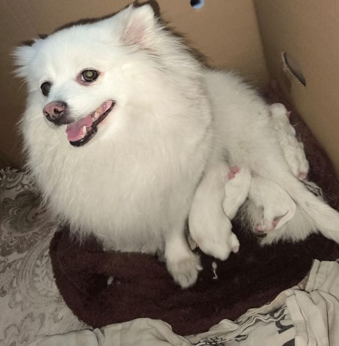 Щенки белого окраса шпицы