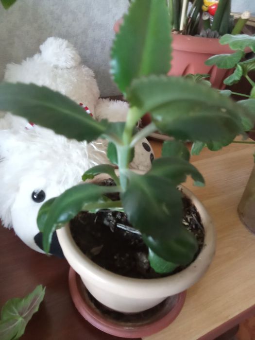 Лечебный каланхоэ