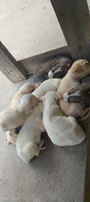 Щенки тазы полукровки