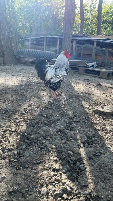 Oua de incubat Wyandotte gsg,argintiu sau/si Australorp