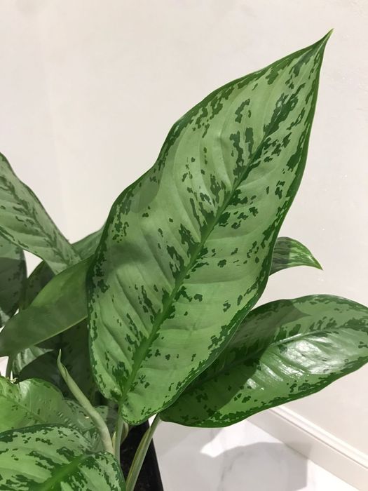 цветок Аглонема гигант